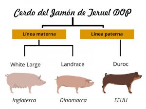 ¿Cuántos tipos de razas de cerdos hay?