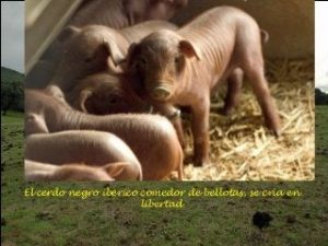 ¿Dónde se cría el mejor cerdo iberico?