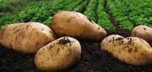 ¿Dónde se cultivan las mejores patatas de España?