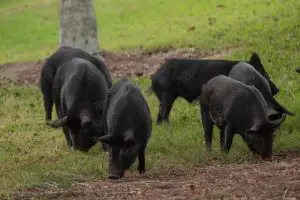 ¿Dónde viven y qué comen los cerdos?