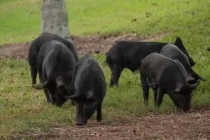 ¿Dónde viven y qué comen los cerdos?