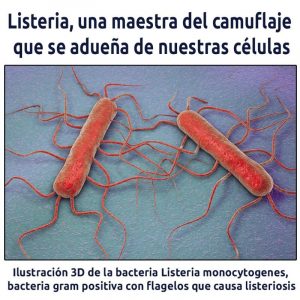 ¿Qué alimentos contienen la Listeria?