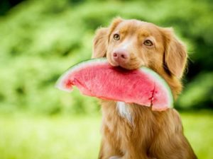 ¿Qué alimentos no debe consumir un perro?