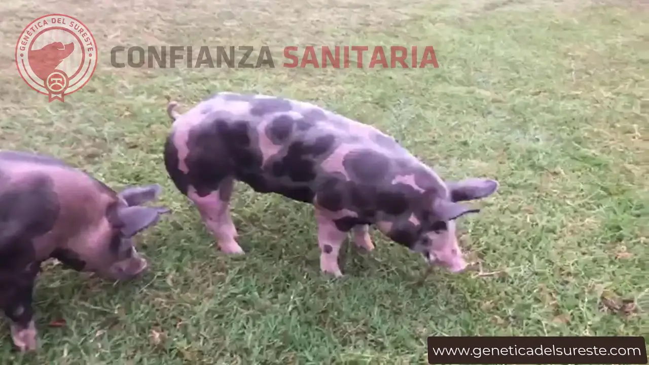 que-caracteristicas-tiene-el-cerdo-duroc