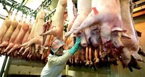 ¿Qué enfermedad produce comer carne de cerdo cruda?