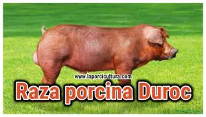 ¿Qué es jamón de cerdo de raza Duroc?