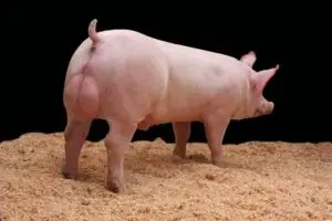 ¿Qué es lo que más hace engordar a los cerdos?