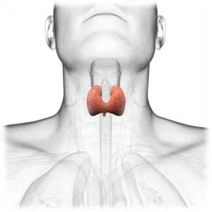 ¿Qué hace la tirosina en la tiroides?