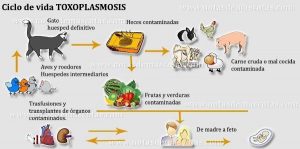 ¿Qué organos afecta la toxoplasmosis?
