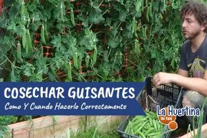 que-otro-nombre-se-le-da-a-los-guisantes
