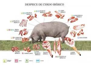 ¿Qué parte del cerdo es el jamón ibérico?