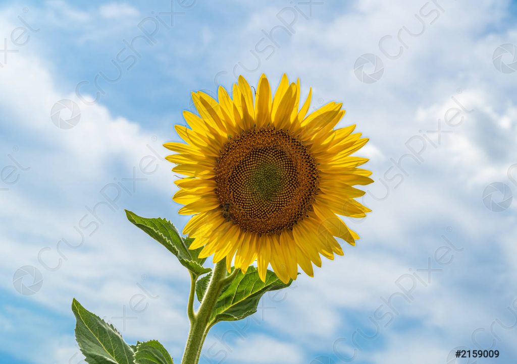 ¿Cuando no hay sol los girasoles se miran? - Enterate Delicias