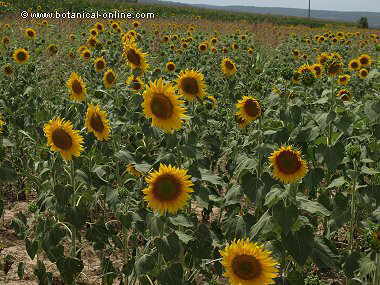 Qué pasa si me pongo aceite de girasol en la cara? - Enterate Delicias