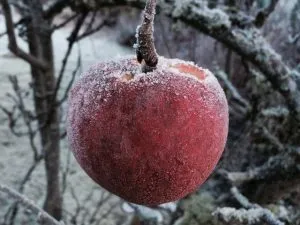 ¿Qué pasa si se congela una manzana?