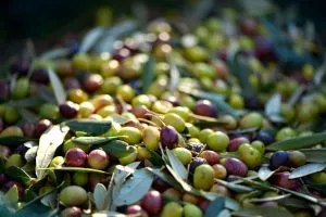 ¿Qué quiere decir el grado de acidez del aceite de oliva?