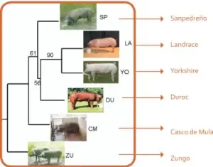 ¿Qué razas de cerdos hay en Colombia?