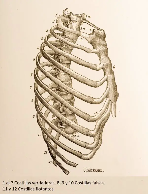 que-son-las-costillas-del-cuerpo-humano