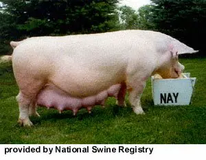 ¿Quién trajo por primera vez los cerdos de granja a Norteamerica?