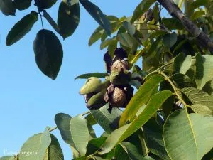 ¿Cómo se llama el fruto del árbol de nogal?