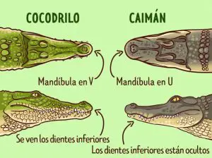 ¿Cuál es la diferencia entre un cocodrilo y un lagarto?