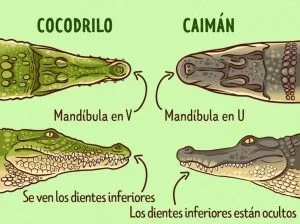 cual-es-la-diferencia-entre-un-cocodrilo-y-un-lagarto