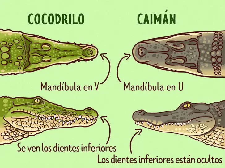 Cuál es la diferencia entre un cocodrilo y un lagarto? - Enterate Delicias