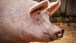 ¿Cuál es la mejor raza de cerdos de engorde?