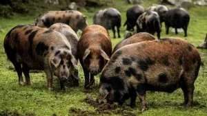 cual-es-la-pata-de-jamon-mas-caro-del-mundo