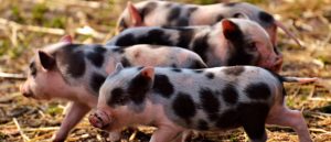 ¿Cuántas razas de cerdo hay en España?