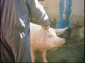 ¿Cuánto cuesta un cerdo para la matanza?