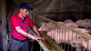 ¿Cuánto tiempo se tarda en engordar un cerdo?