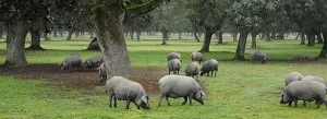 ¿Cuántos cerdos ibéricos hay en España?