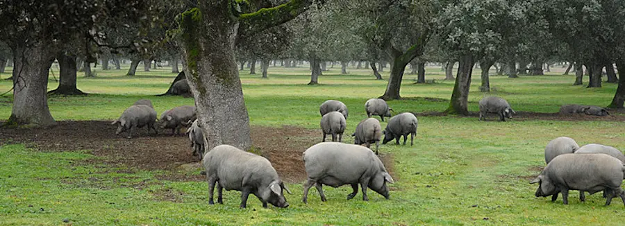 cuantos-cerdos-ibericos-hay-en-espana