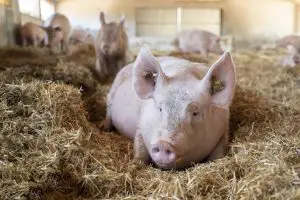 ¿Cuántos cerdos produce España al año?