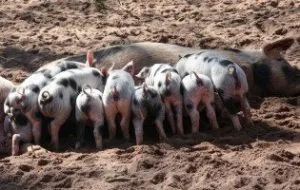 ¿Cuántos kilos pierde un cerdo después de muerto?