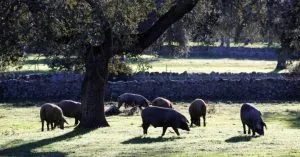 ¿Dónde hay cerdo ibérico en España?