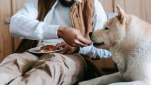 ¿Qué embutidos puede comer un perro?