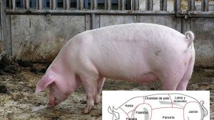 ¿Qué parte del cuerpo del cerdo es el secreto?