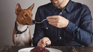 ¿Qué pasa si un perro come jamón serrano?