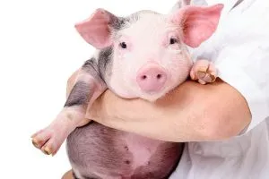 ¿Qué significa un cerdo en psicologia?